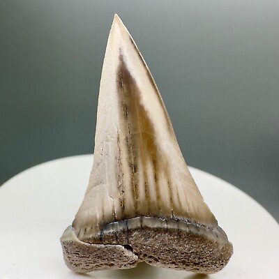 #ad BEAUTIFUL Great Shape 1.88quot; Fossil EXTINCT MAKO Shark Tooth Peru $59.00