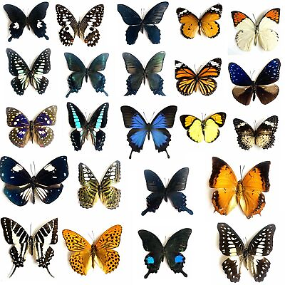 #ad 10pcs（Butterfly species with no duplicates）​natural Real Butterflies Specimen $19.99