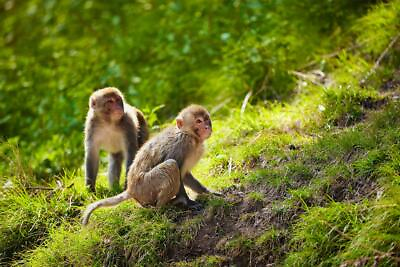 #ad Rhesus Macaques Monkeys India Forest Photo Cubicle Locker Mini Art Poster 12x8 $10.49