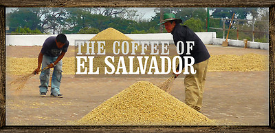 #ad 5 lbs. El Salvador SHG Santa Maria RFA Light Roast Coffee Beans Fresh Daily $54.90