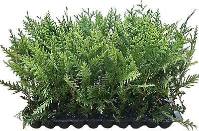 #ad Thuja Green Giant Arborvitae Live Trees 2quot; Pot Size Evergreen Privacy Plants $58.98