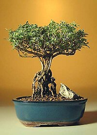 #ad 7 yo Flowering Mount Fuji Serissa Bonsai Tree With Raised Roots Serissa Foetida $139.95