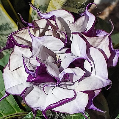 #ad Angel Trumpet Double Purple Flower Seed 25 Fresh USA Free Shipping FL $3.99