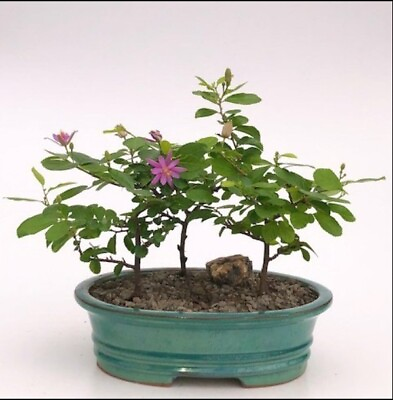 #ad Flowering Lavender Star Flower Bonsai 3 Tree Forest Group. Grewia Occidentalis $129.95