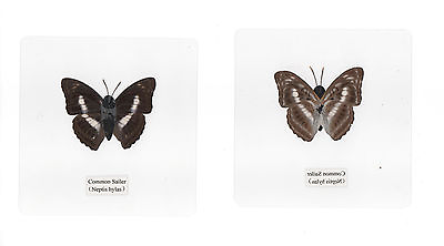 #ad Laminated Common Sailor Butterfly Specimen in 110 mm Clear Square Plastic Sheet $12.00