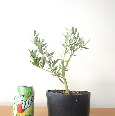 #ad Dwarf European Olive for mame shohin bonsai tree $24.99