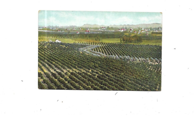 #ad Vintage Postcard Pomona From The Orange Orchards CA Pre Linen $3.50