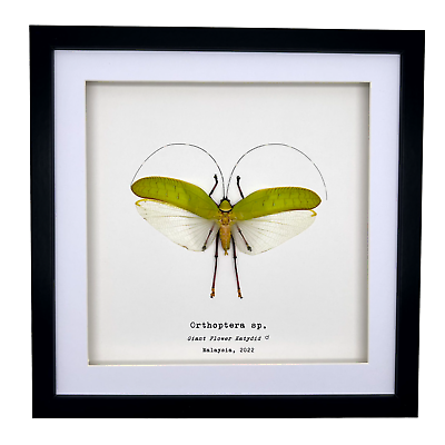 #ad The Giant Flower Katydid Frame Orthoptera sp Shadow Box Entomology Display GBP 42.99