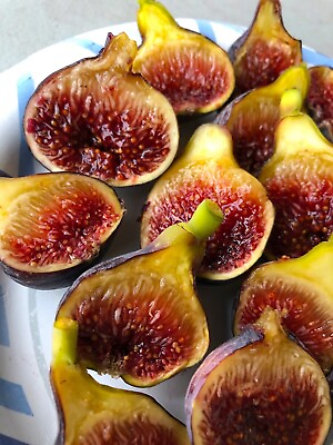 #ad Fig Tree “Fignomenal” New Dwarf Variety LOWEST PRICE ON THE INTERNET $9.97
