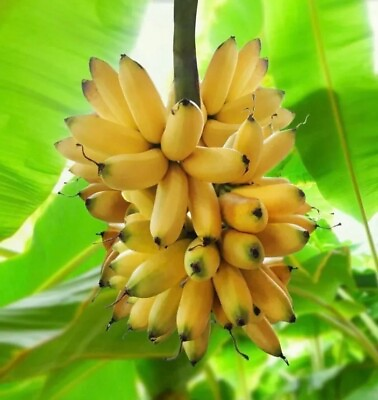 #ad Dwarf Orinoco Musa Banana 1 Plant Tree —Edible 3 inches LOWEST PRICE $9.99