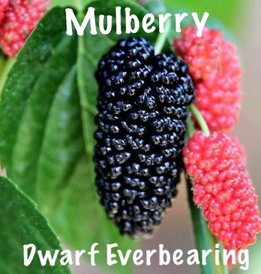 #ad Mulberry Tree #x27;Dwarf Everbearing#x27; Morus nigra 2 live plants edible fruit $14.99