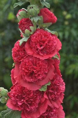 #ad 25 Double Rosey Red Hollyhock Seeds Perennial Giant Flower Garden Plant Seed 32 $4.63