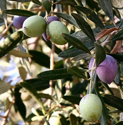 #ad Olive Olea europea Live plant Olive 8in 18in $39.99