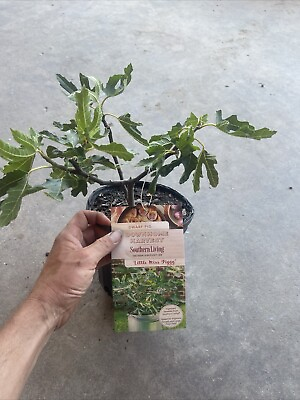 #ad Little Miss Figgy Fig Tree Ficus carica Fully Mature 1gallon Plant $18.99