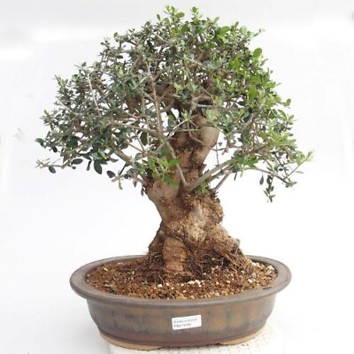 #ad Olea Europaea European Olive Tree 20 seeds $5.75