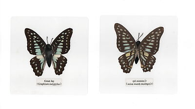 #ad Laminated Common Jay Graphium doson Butterfly in 110x110 mm Sheet $12.00