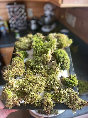 #ad Moss organic untreated fresh and dried handpicked multi variety from NH USA $10.00
