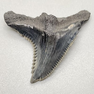 #ad Beautiful Affordable Large 1.66quot; Fossil SNAGGLETOOTH Shark Tooth $39.00