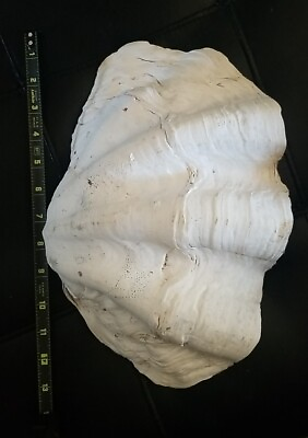 #ad Natural Giant Clam Shell Tridacna Gigas 13” x 9” Huge Seashell Real Genuine $100.00