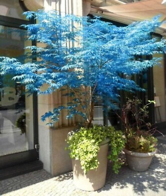 #ad 10 Seeds Blue Japanese Ghost Blue Maple Tree ts $4.50