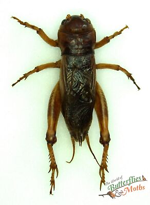#ad Giant cricket Tarbinskiellus portentosus SET x1 A Artwork insect #j03 NOT LIVE GBP 9.95
