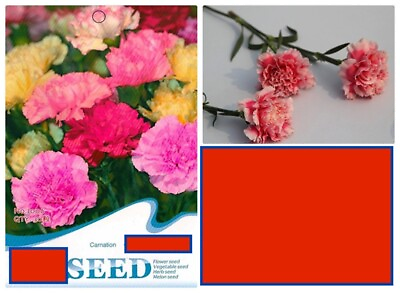 #ad 20 SEEDS white red Chinese Carnation flower exotic garden bed plant USA Seller $7.75