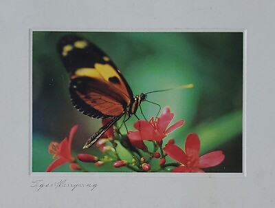 #ad Butterfly Tiger Glassywing Postcard Posted $7.00