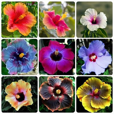 #ad 100 Perennial Mix Hibiscus Flower Seeds for Planting Giant Flower Tropical P... $15.76