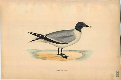 #ad 1870 ORIGINAL Hand Colored Bird Plate RARE Sabine#x27;s Gull $15.00