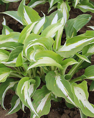 #ad #ad Night Before Christmas Hosta 3 root divisions $19.44