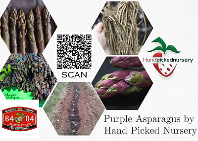 #ad 10 Purple Pacific Live Asparagus Bare Roots 2yr Crowns Hand Picked Nursery $19.69