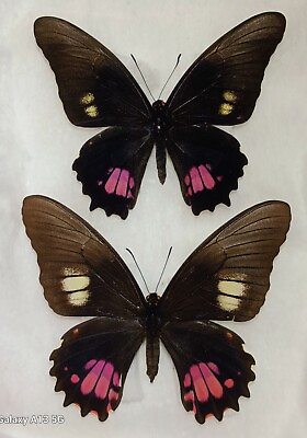 #ad PAPILIONIDAE PAPILIO ANCHISIADES PAIR MALE FEMALE MOUNTED RIKER FRAMED $75.00