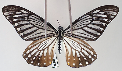 #ad PA10874. Unmounted butterflies: Papilio sp. South Vietnam. Dambri $18.00