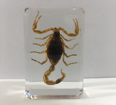 #ad Scorpion Taxidermy Real Scorpions Specimen Educational Gifts Learning Toys $11.99