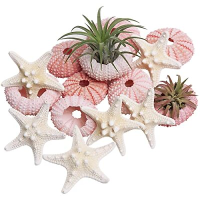 #ad #ad Starfish and Sea Urchin Set for Crafts 12pcs Natural Seashells Decor for Dec... $21.96