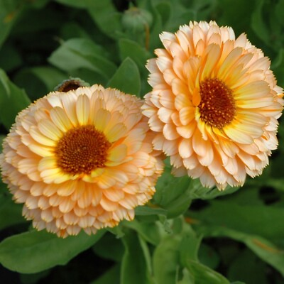 #ad Pink Surprise Calendula Seeds Non GMO Free Shipping Seed Store 1204 $19.89