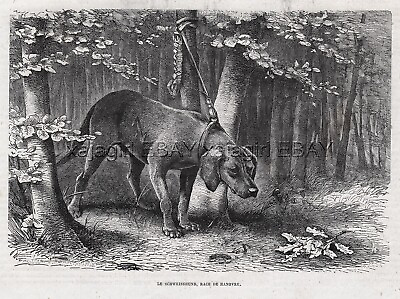 #ad Dog Hanover Hound 1880s Antique Print amp; Article $89.95