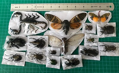 #ad 15 Beetle Cicada Scorpion Real Insects Taxidermy Dried Oddities Decor $39.99