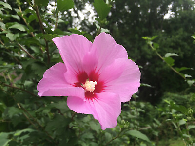 #ad Pink Rose of Sharon a.k.a Althea Hibiscus syriacus 12x Healthy Cuttings $16.42