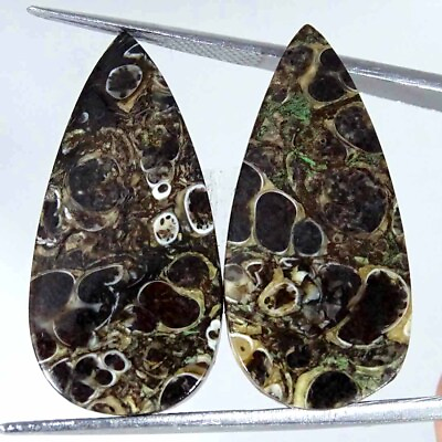#ad 25.50Cts Natural Turritella Agate Fossilized Pair Loose Gemstone Pear 14x30x3mm $6.99