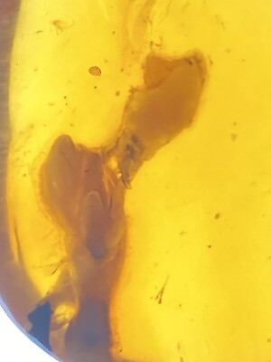 #ad INSECT HATCHING 🐣 From Egg sack Unique Fossil In Genuine Burmite Amber 98MYO $500.00