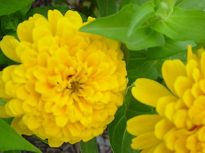 #ad zinnia CANARY YELLOW flower 145 SEEDS GroCo BUY US USA $0.99
