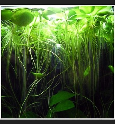 #ad Frogbit Plant 20 Live Floating Aquatic Plant $9.95