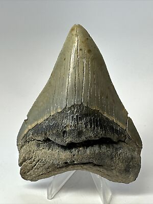 #ad Megalodon Shark Tooth 4.18” Unique Shape Authentic Natural Fossil 17557 $85.00