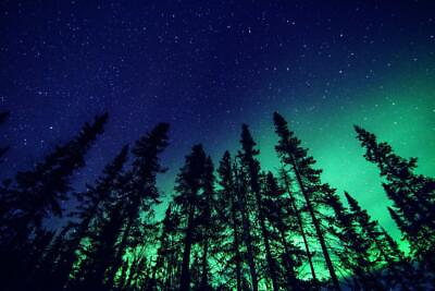 #ad Northern Lights and Forest Photo Art Print Poster 24x36 inch $14.98