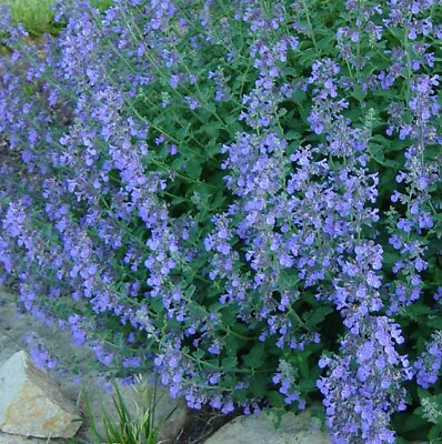 #ad CATMINT Lavender Blue Heirloom Perennial Teas Insect Repellant Non GMO 200 Seeds $4.48