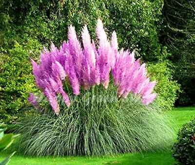 #ad Purple Pampas Grass 200 Seeds Selloana Ornamental Flower Garden Plants $3.47