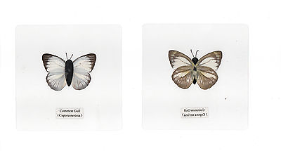 #ad Laminated Common Gull Cepora nerissa Butterfly Specimen in 110x110 mm sheet $12.00