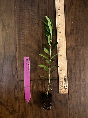 #ad Arbequina Olive Tree Olea europaea 1 Live TC Plant Plug –4 8 inches Edible $9.99