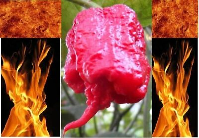 #ad Super Hot Pepper Seeds Rare variety list Carolina Reaper Ghost Trinidad Chili $2.98